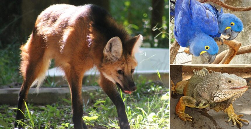 Zoo de BH comemora 67 anos com programação especial nas férias de janeiro