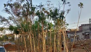 BH: prefeitura vai plantar 130 mudas em comemoração pelo Dia da Árvore