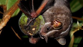 BH confirma 20 casos de morcegos com raiva em 2025