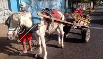 ‘Nenhum carroceiro ficará desassistido’, garante secretário após proibição de carroças em BH