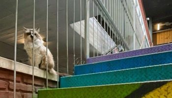 Mercado Novo busca parcerias para ampliar cuidados com gatos que vivem no prédio da região central