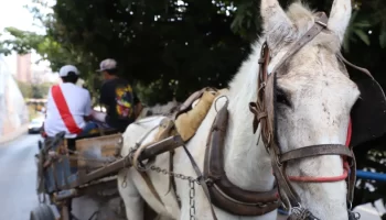 BH: Justiça suspende multa contra carroceiros que descumprirem proibição da atividade