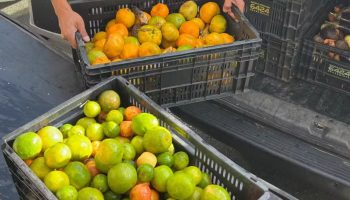 Banco de Alimentos de BH inicia recadastramento de instituições; veja prazo e detalhes