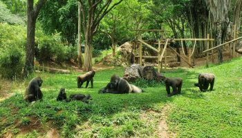 Livro resgata trajetória histórica e afetiva do Zoológico de BH, símbolo da cidade há 66 anos