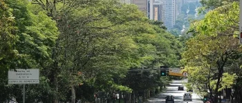 Em BH, população poderá participar da elaboração do Plano Municipal de Arborização Urbana